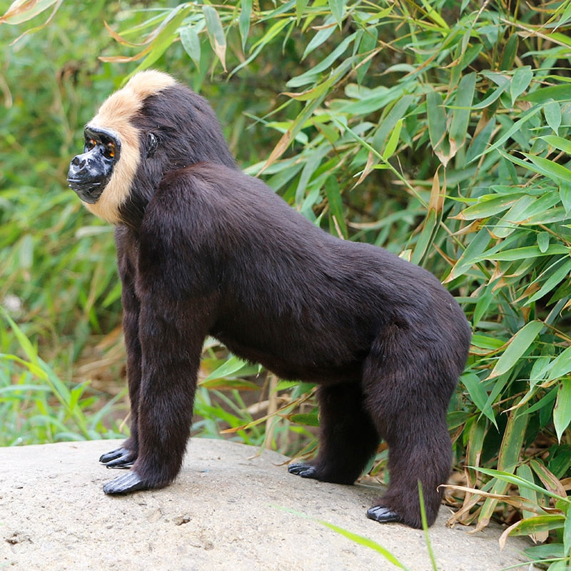 best view white face monkey