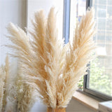 Large Dried Pampas Grass | Fluffy Boho Wedding & Home Decor