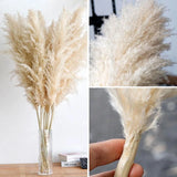 Large Dried Pampas Grass | Fluffy Boho Wedding & Home Decor