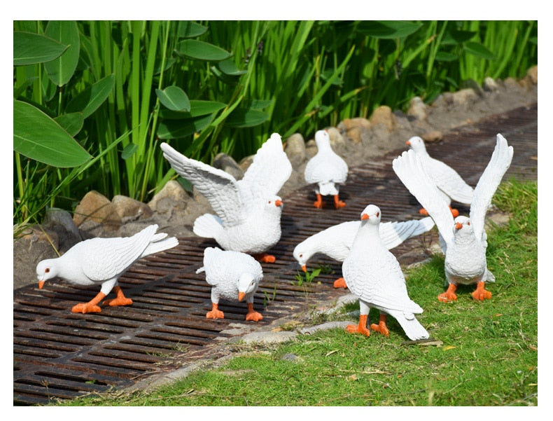 white groups pigeon