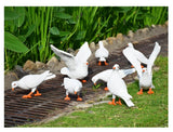 white groups pigeon
