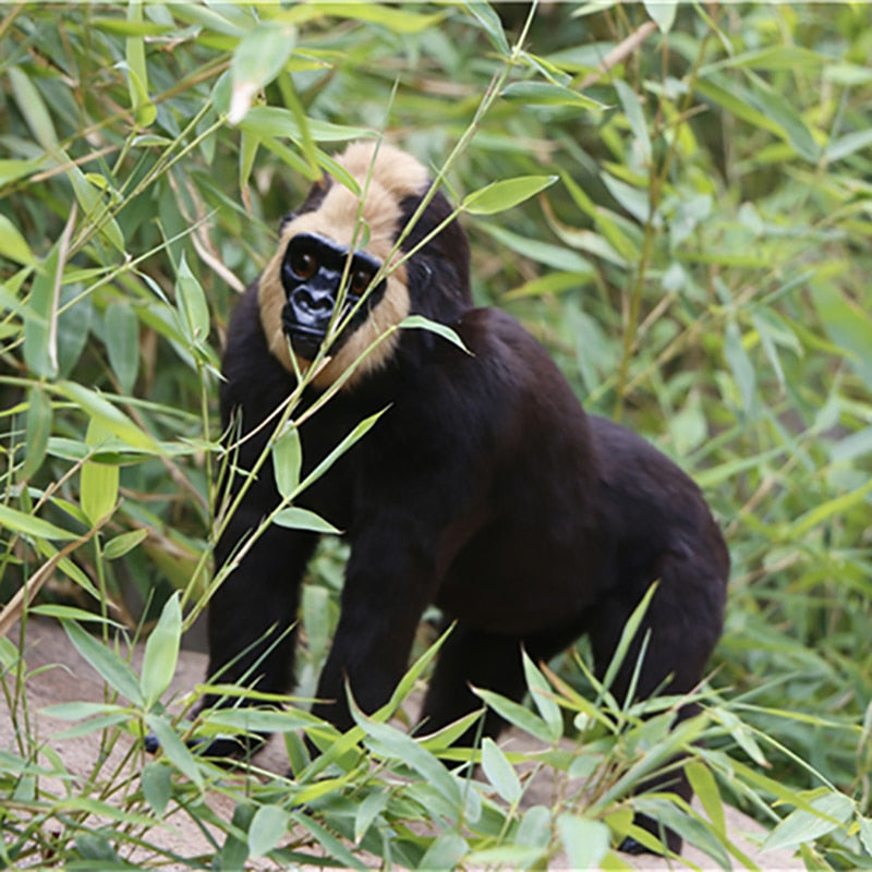 white and black monkey